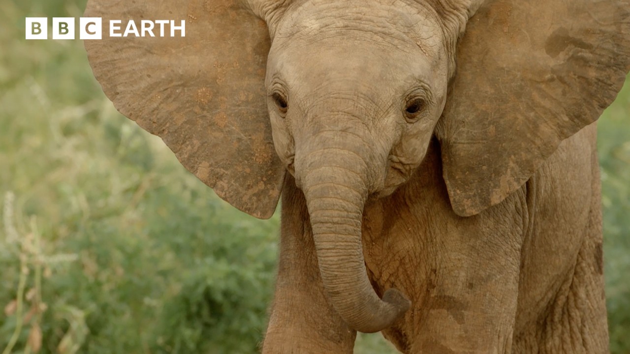Orphaned Elephants in Search of a New Family | Nature's Great Migrations | BBC Earth