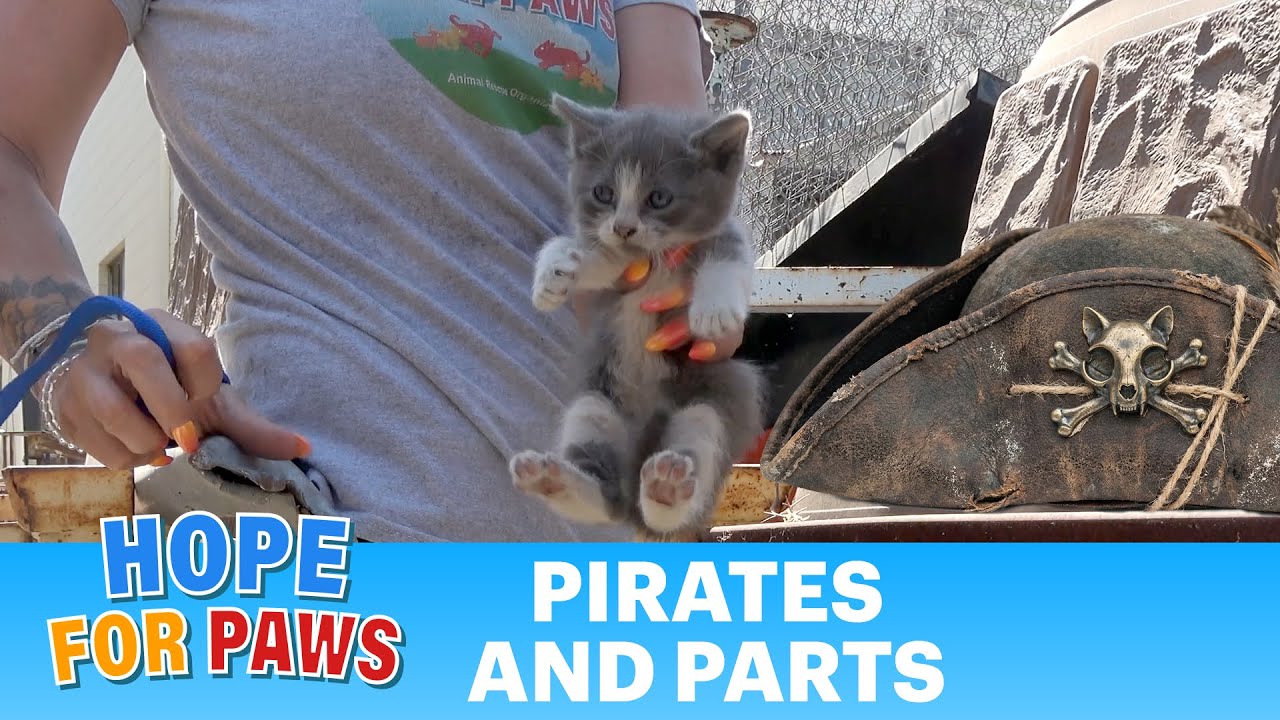 Look What We Found When We Tried to Rescue 7 Cats! 🫢