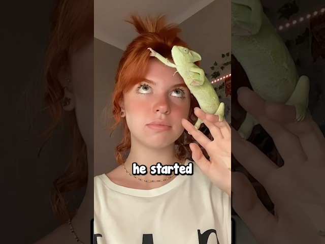 Girl Becomes Friends With a Chameleon 🥹❤️ (@pixyvava)