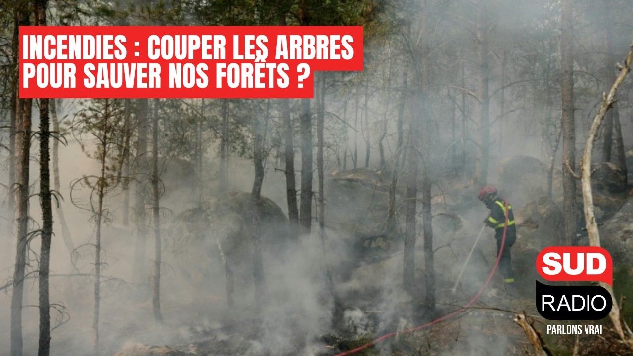 Pourquoi faut-il couper les arbres pour sauver nos forêts ?