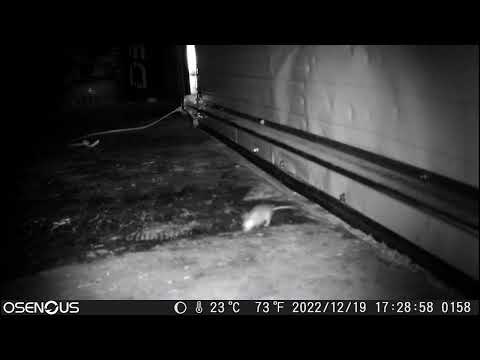 139 Mice Run Out of 1800 sq ft Warehouse in 7-Days
