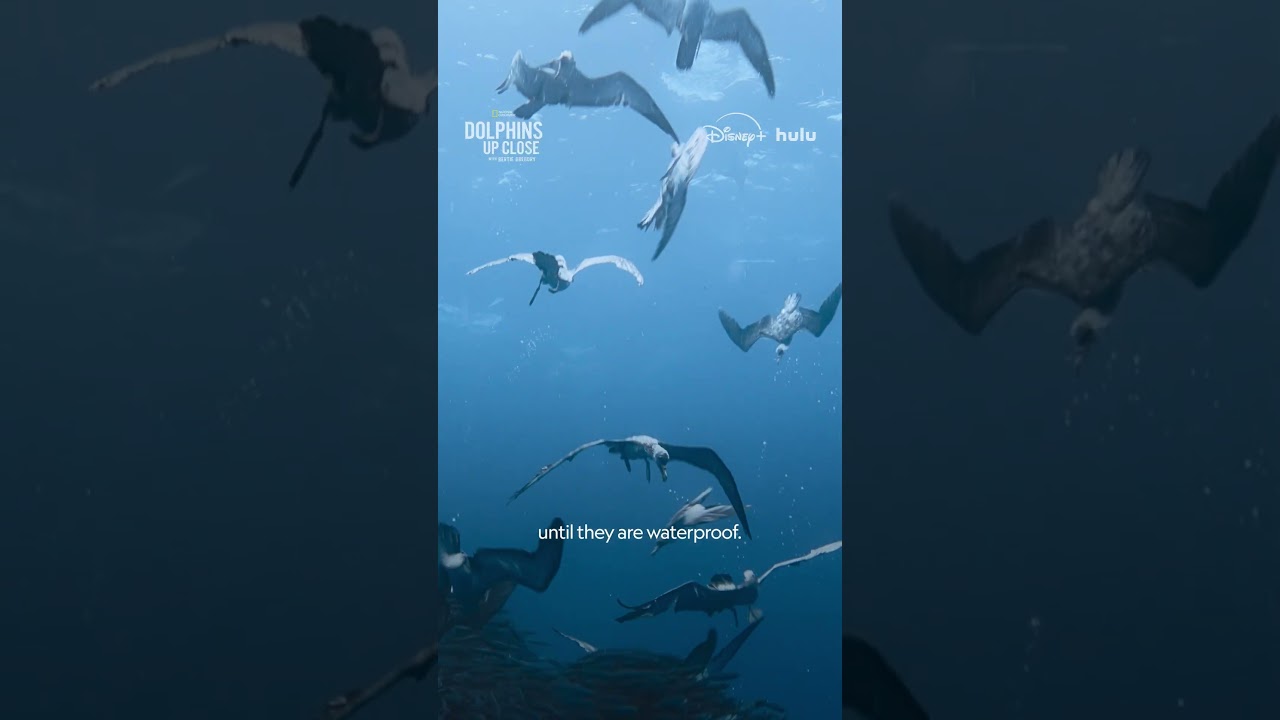To find dolphins, you follow the fish. To find fish, you follow the shearwaters. #DolphinsUpClose