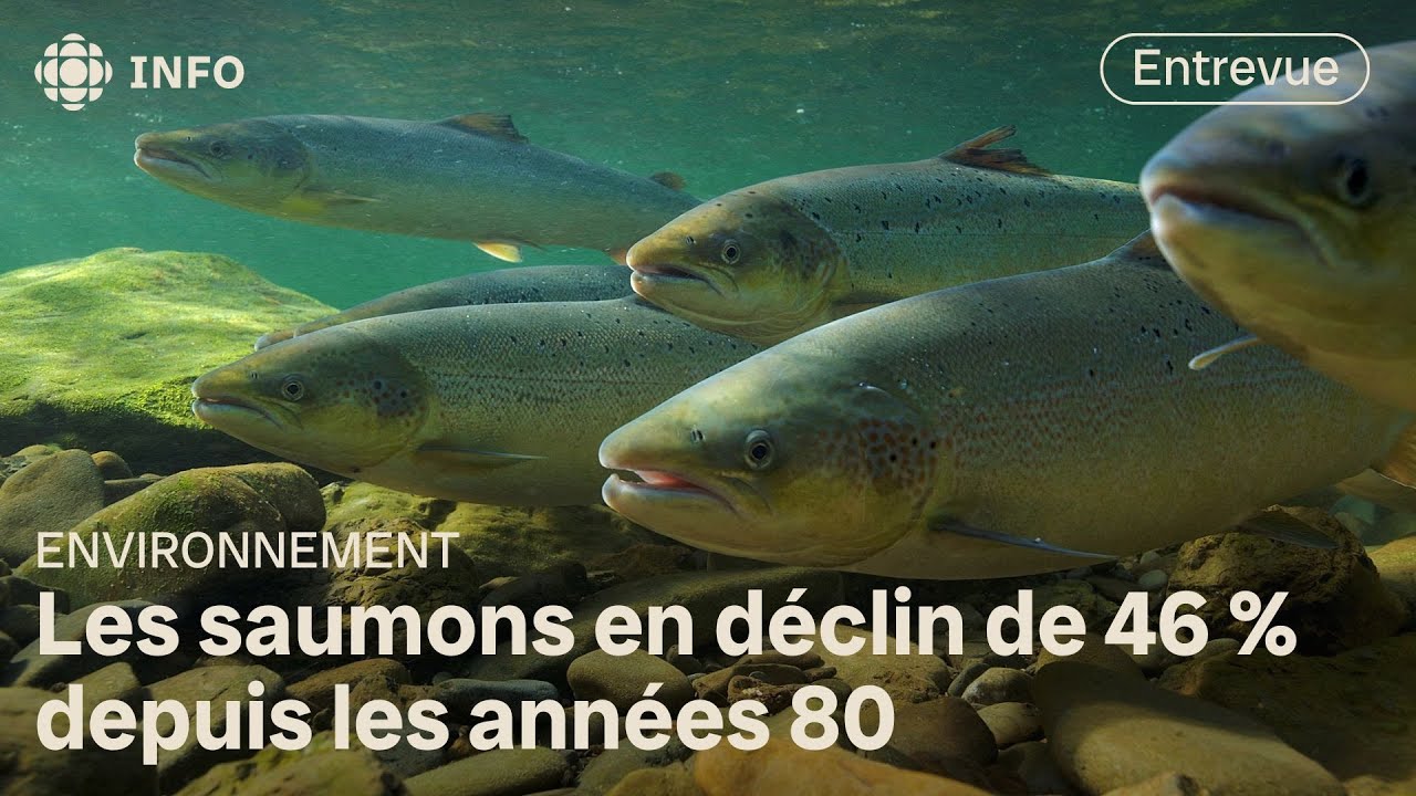 Déclin des saumons à l’échelle mondiale