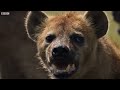 Lion Attacked by Pack of Hyenas - FULL CLIP (with ending) | Dynasties | BBC Earth