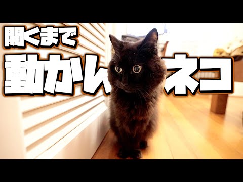 しゃべる猫 １日１回はここを開けないと許してくれません しおちゃん まとめちゅーぶ