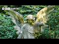 Abandoned London Cemetery: Nature Reclaims A Hidden Wildlife Haven | BBC Studios