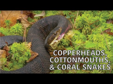 screenshot of youtube video titled Coastal Kingdom | Season 3, Episode 7 – ‘Copperheads, Cottonmouths, and Coral Snakes’ | Full Episode