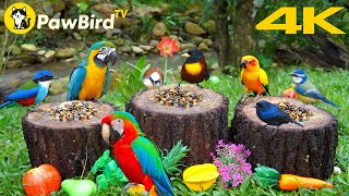 Cat TV 😻 Bird Entertainment Videos for Cats to Watch 🦜 Beautiful Multi-Colored Birds in 4K Ultra HD