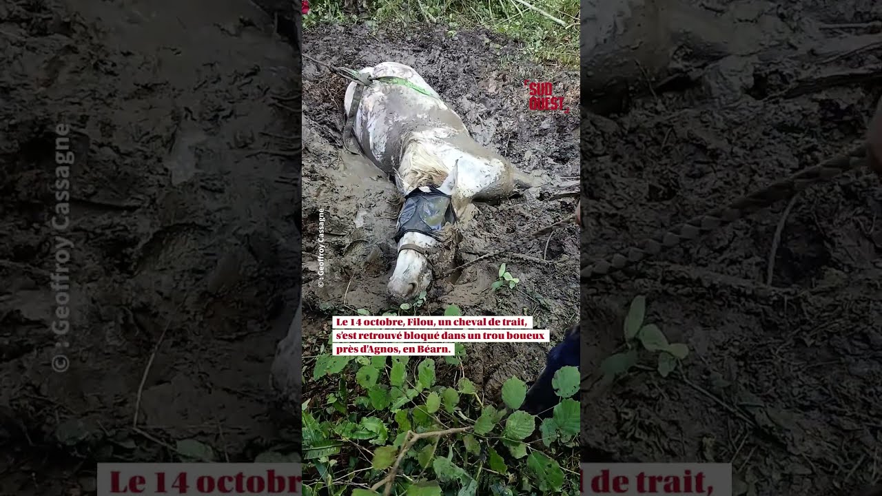 Béarn : un cheval sauvé de la boue grâce à une vingtaine de personnes #Béarn #FaitDivers #Animaux