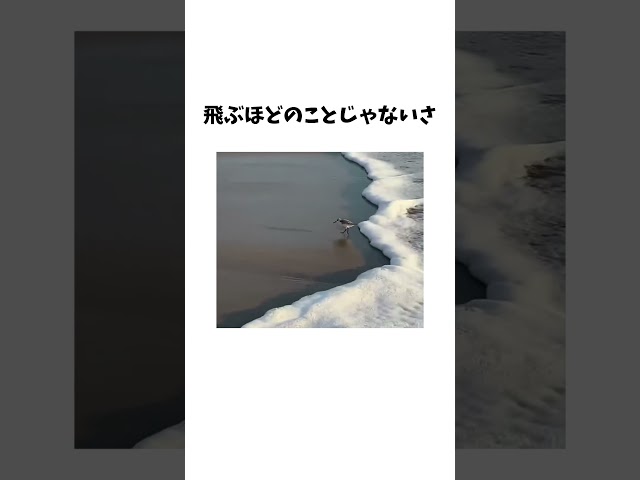 絶対に飛びたくない鳥さん予想外の瞬足を見せるwww