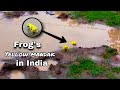 OMG!! Yellow frogs spotted in Madhya Pradesh, video goes viral