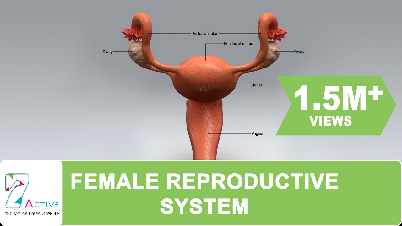 The Female Reproductive System Of Human YouTube