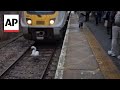 Video shows a swan briefly holding up commuters at a train station near London