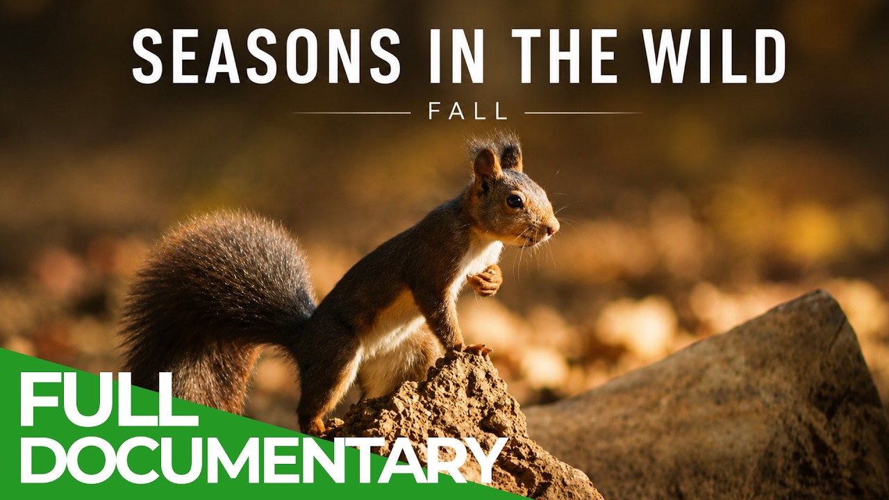 Season in the Wild: Fall - Nature’s Golden Hour | Free Documentary Nature