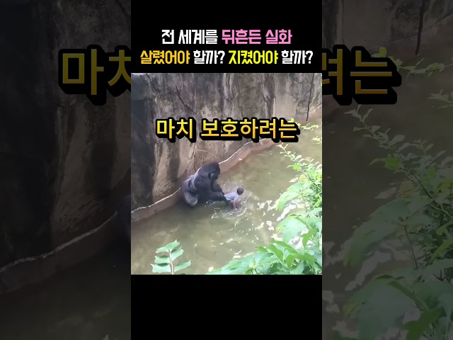 하람베(고릴라)  살렸어야 할까? 지켰어야 할까? #동물원