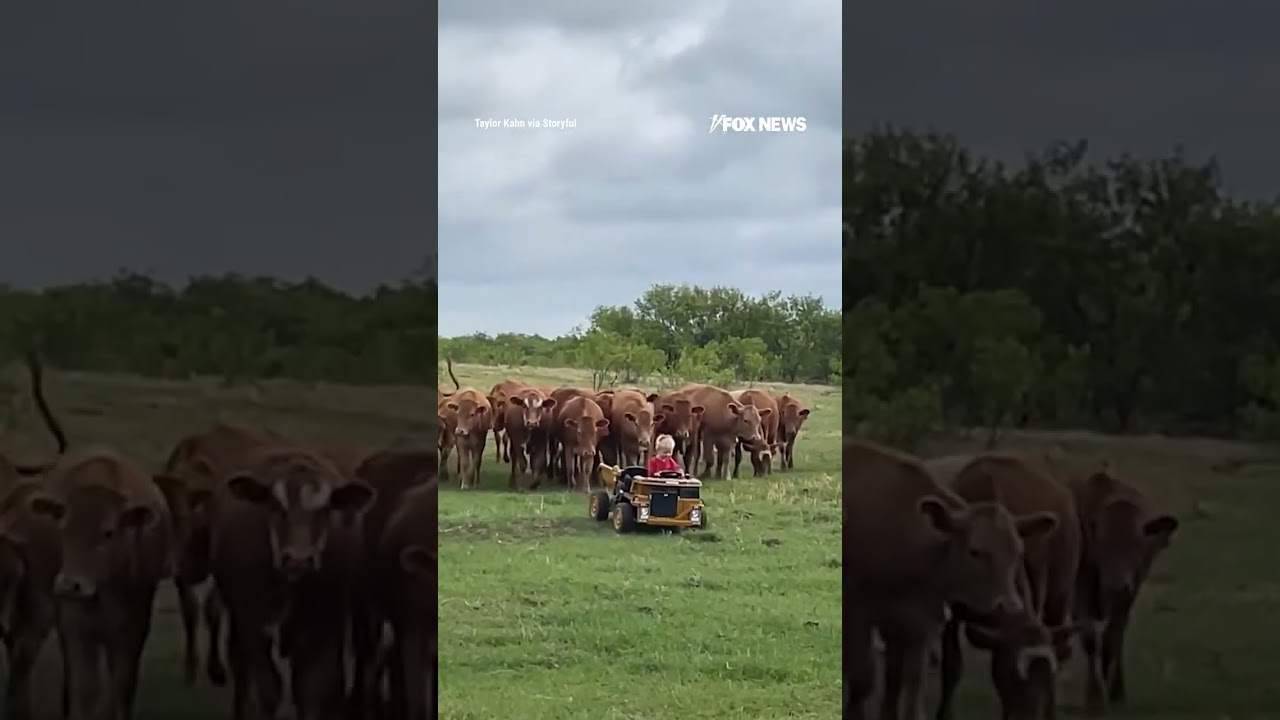 MOO-VING FAST: A toddler leads nearly two dozen cows across a ranch