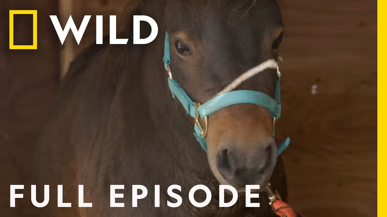 A Horse with Hobbled Hooves (Full Episode) | Heartland Docs, DVM