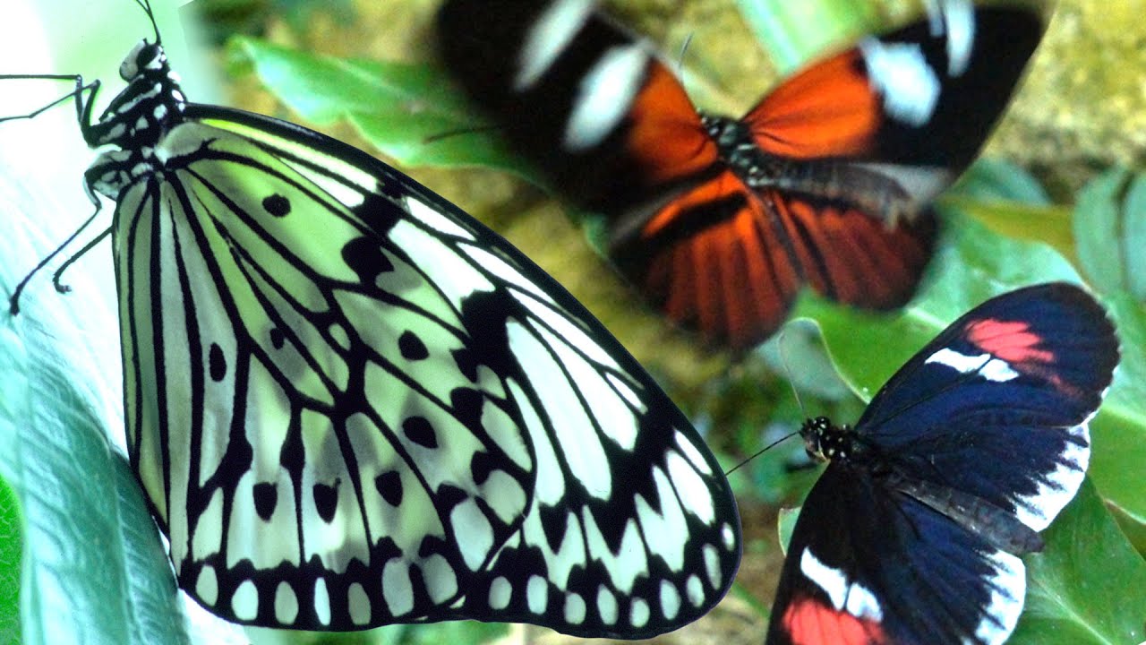 Butterflies Flying in Slow Motion HD - Houston Butterfly Museum