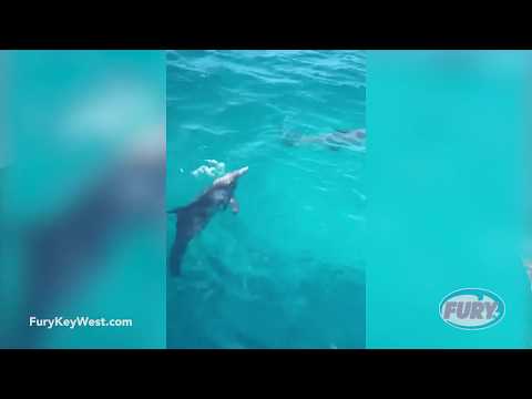 Dramatic Rescue of Drowning Juvenile Bottlenose Dolphin by Fury Water ...