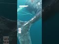 Humpback whale rescued from fishing lines - ABC News  - 00:42 min - News - Video