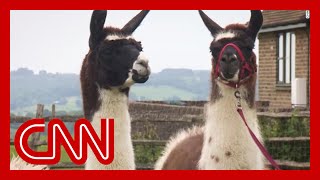 Scientists discover llama antibodies could be key to a coronavirus treatment