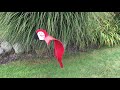 Red Macaw Lawn Ornament
