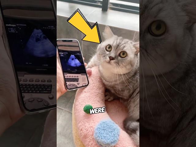 The cat was tricked twice