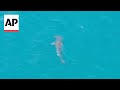 Hammerhead shark spotted off Canary Islands