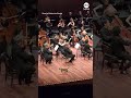 Curious cat takes center stage during Turkey orchestra