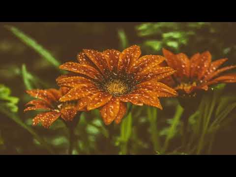 Innamorata (Sweetheart) - Dean Martin