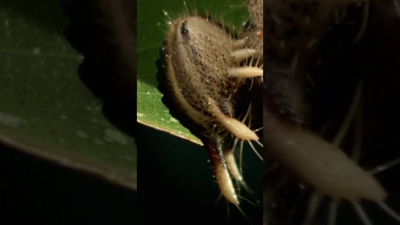 This Bug May As Well Be an Alien! #insects #shorts #wildlife