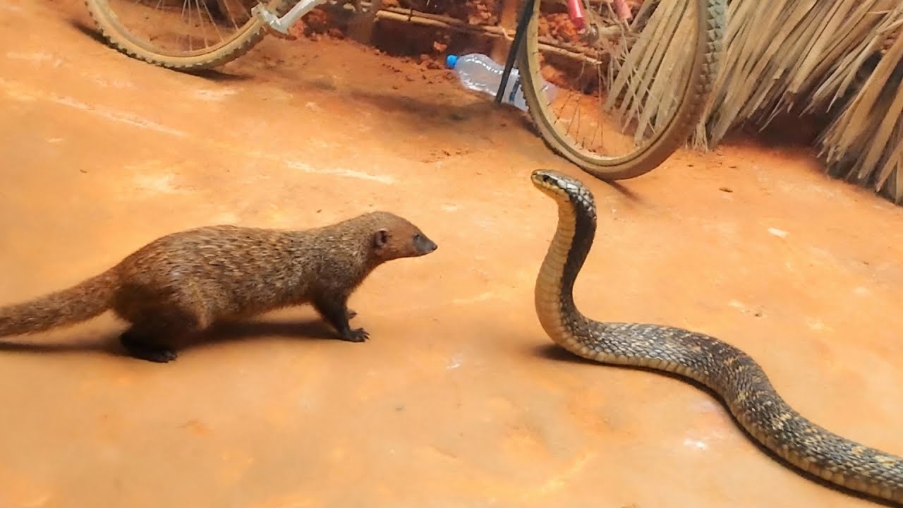 Cobra vs Mongoose: This is Why it Gets So Many Views