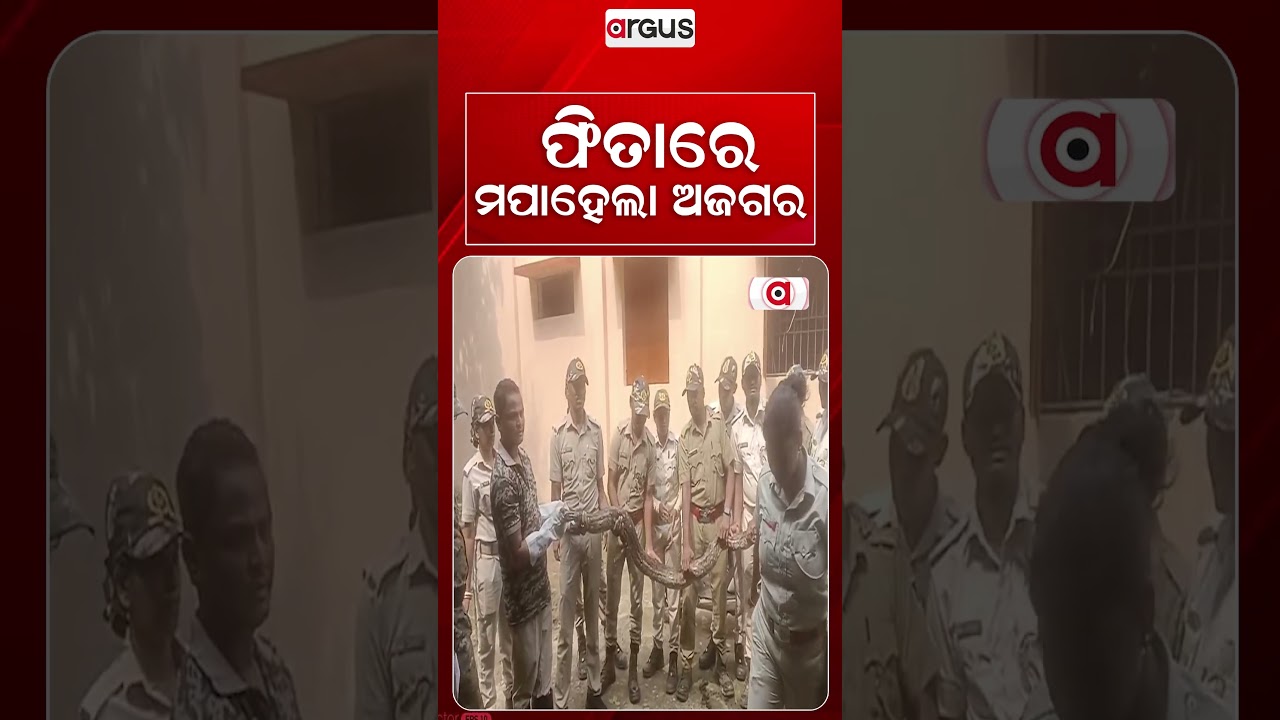 ଫିତାରେ ମପାହେଲା ଅଜଗର | Python Rescue | Balasore | Argus News