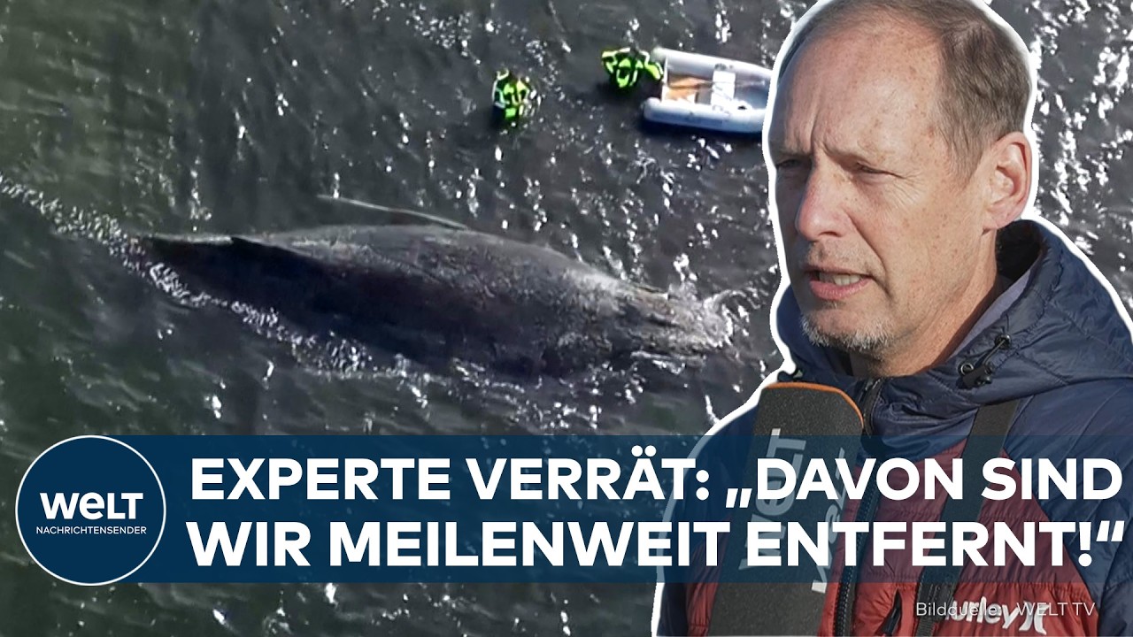 INSEL POEL: Letzter Versuch! Meeresbiologe verrät prekäre Details über die Wal-Rettung von „Timmy“