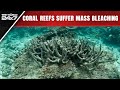 Global Bleaching Event | Scientists Say Coral Reefs Suffer Fourth Global Bleaching Event