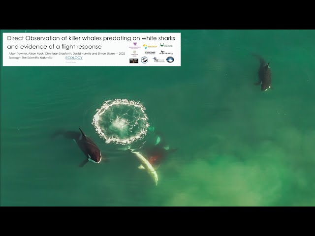 20隻鯊魚慘遭「虎鯨界開膛手傑克」剖肚 專家：南非海岸鯊魚族群威脅