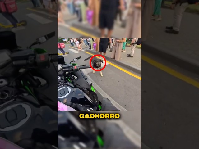 Motociclista vê cachorro na rua e tem despedida de cortar o coração!