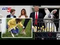 Watch: Trump family hosts their first White House Easter egg roll 2017-Exclusive