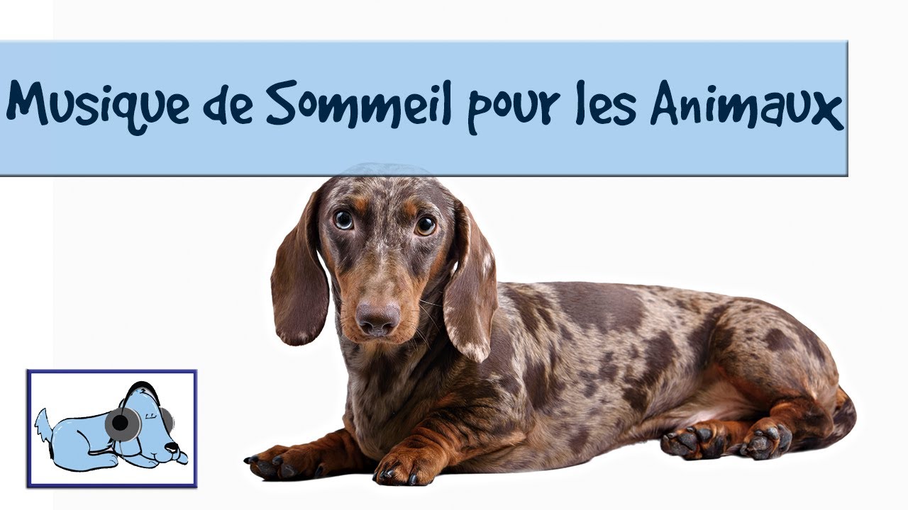 Musique de sommeil pour les animaux. Aider les chiens à se détendre et dormir tranquillement Musique de sommeil pour les animaux. Aider les chiens à se détendre et dormir tranquillement