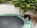 Boston Terrier sur un trampoline