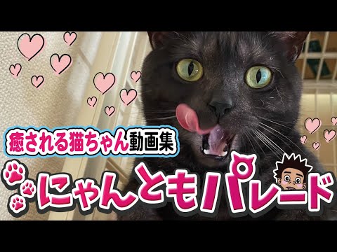 にゃんともパレード 今日の癒しの猫ちゃん動画集 No 47 まとめちゅーぶ