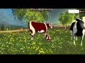 Cow family with Sound v2.0