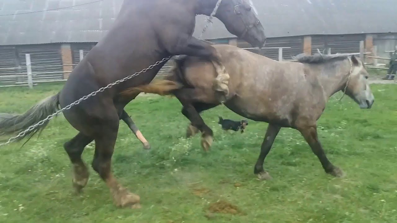 Размножение лошадей видео. Спаривание лошадей. Лошади спариваются. Лошадь спаривается с лошадью. Размножение лошадей.