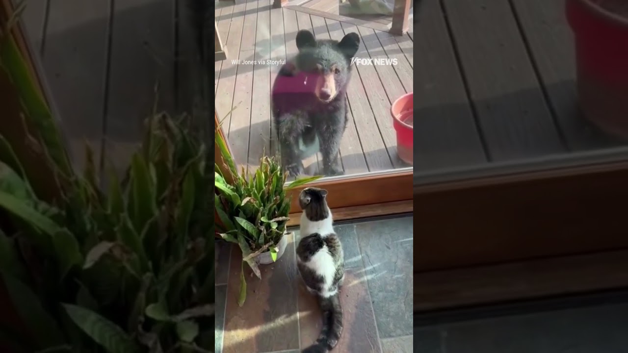 KITTY COMMANDO: Brave house cat scares off a couple of young bears #cat #shorts #bear