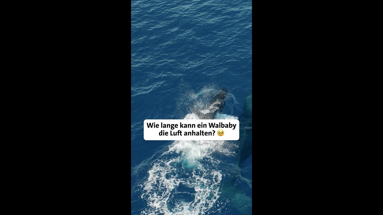 So lange kann ein Wal-Baby die Luft anhalten | Erlebnis Erde