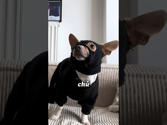 Chú chó trổ tài LÀM ĐIỆP VIÊN để tìm lại QUẢ BÓNG thất lạc 😂 #shorts