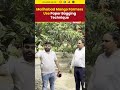 Malihabad Mango Farmers Use Paper Bagging to Shield Fruits from Pests, Boosting Mango Quality in UP