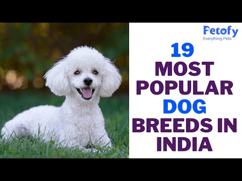 19 Most Popular Dog Breeds In India