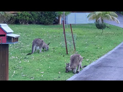 Property video