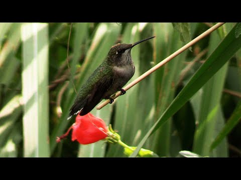 screenshot of youtube video titled The Bird Garden at The South Carolina Botanical Garden